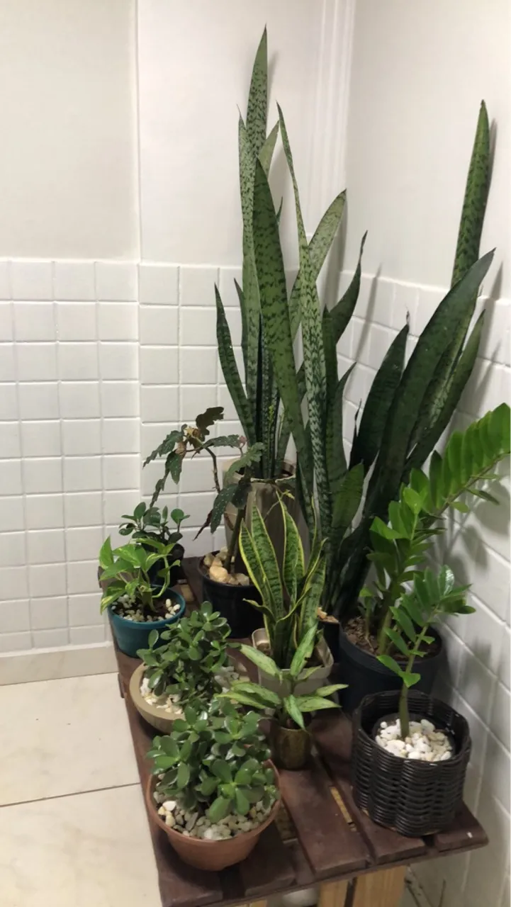 Cantinho da Natureza: Vasos de Plantas Decorativas