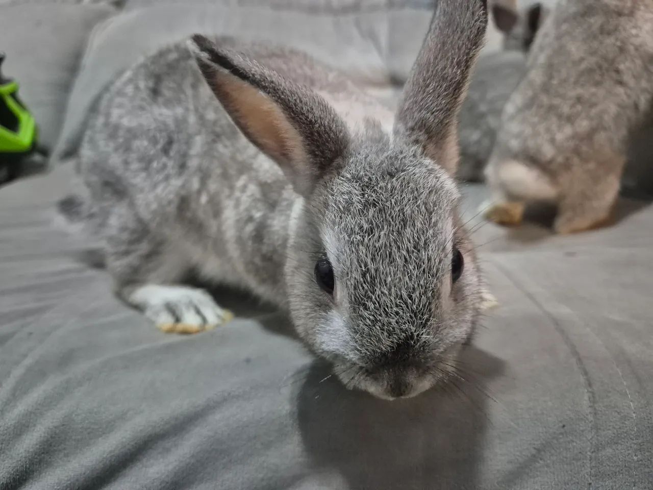 Mini Coelho - Foto 3