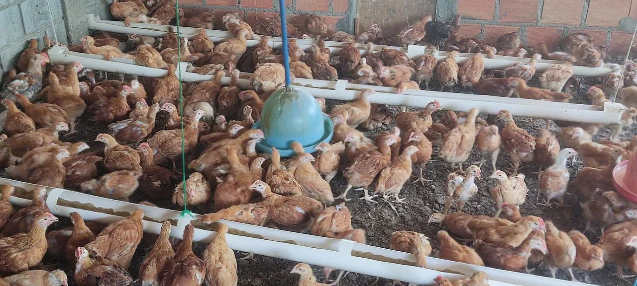 Frangos caipiras para venda