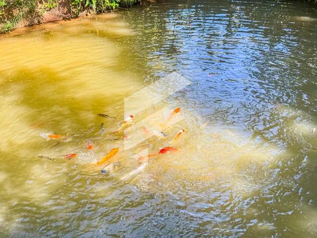 Vende-se Sítio com 31.500m² em Marechal Floriano - Foto 2