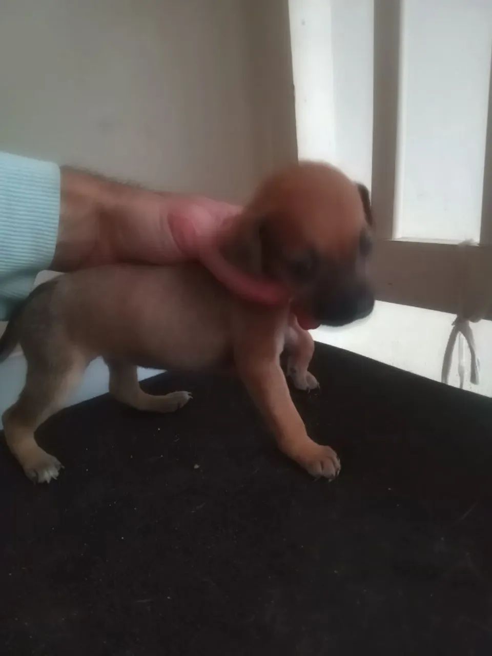 Doa se Filhotes  - Foto 2