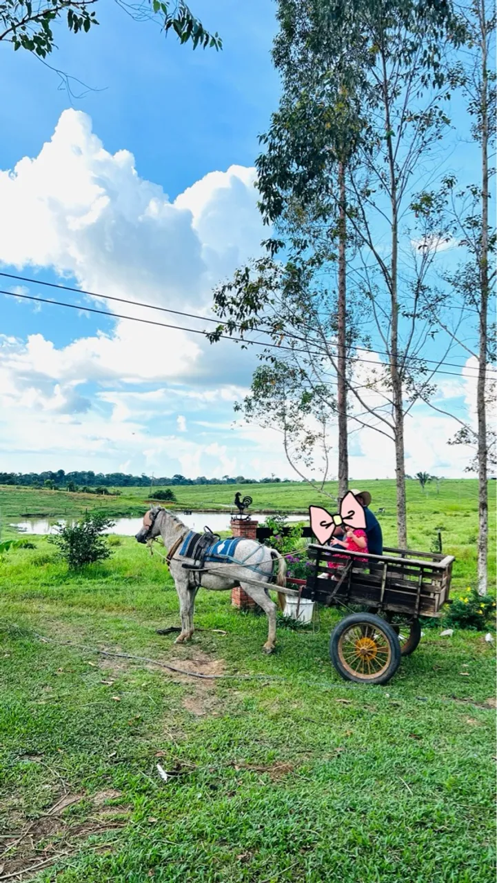 Cavalo com charrete 
