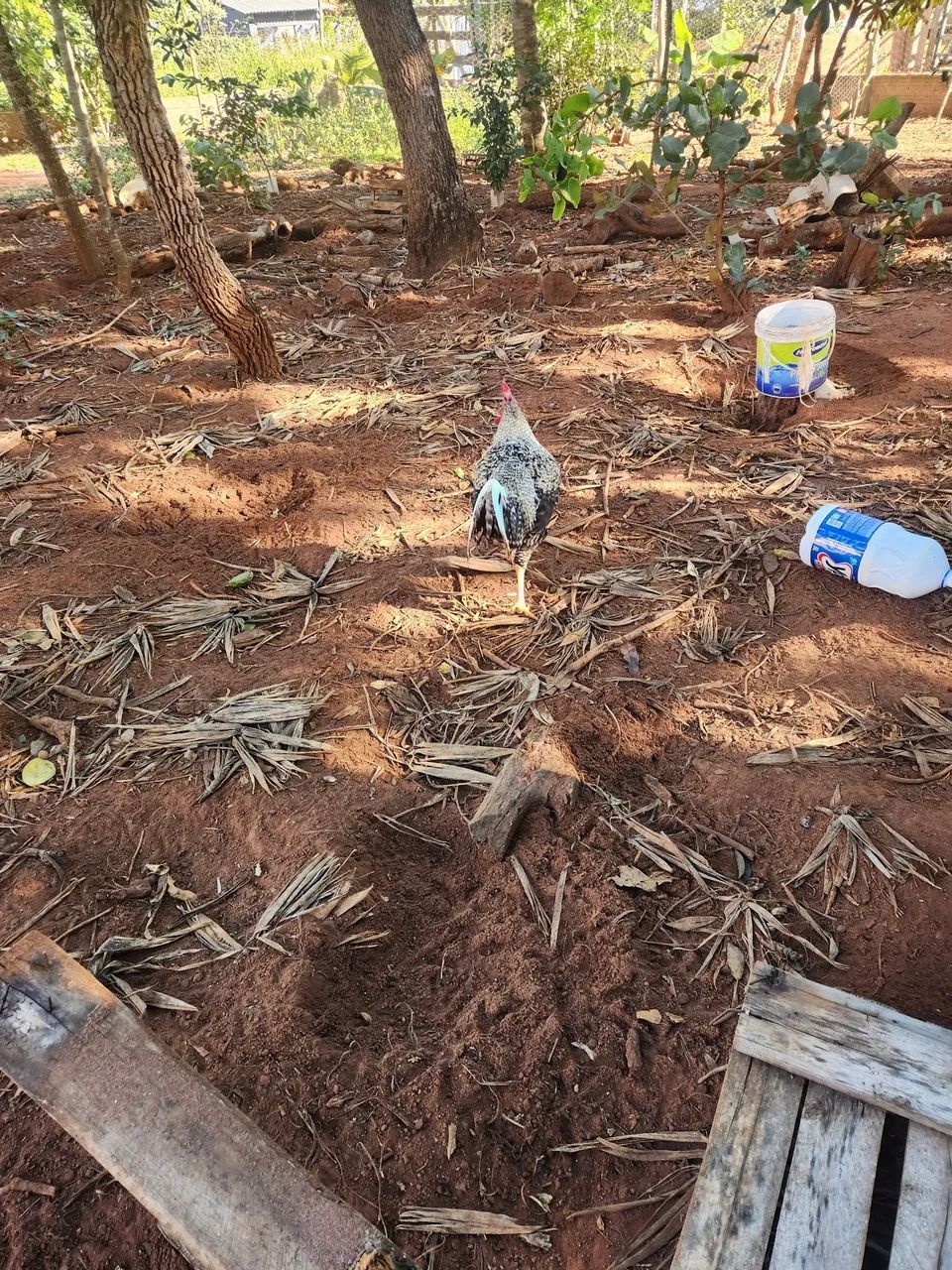 Galinhas e Galo para Criação - Foto 3