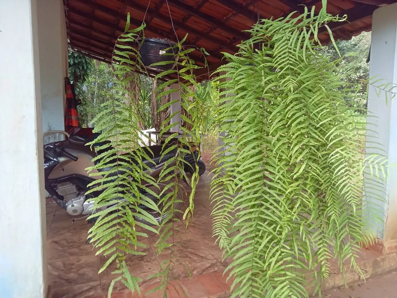 Samambaias para decoração! (SETE LAGOAS)