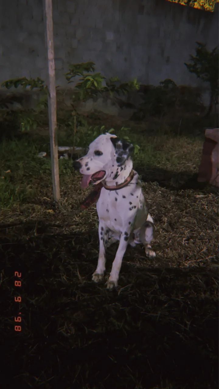 Doação de cachorro Dálmatas  - Foto 5