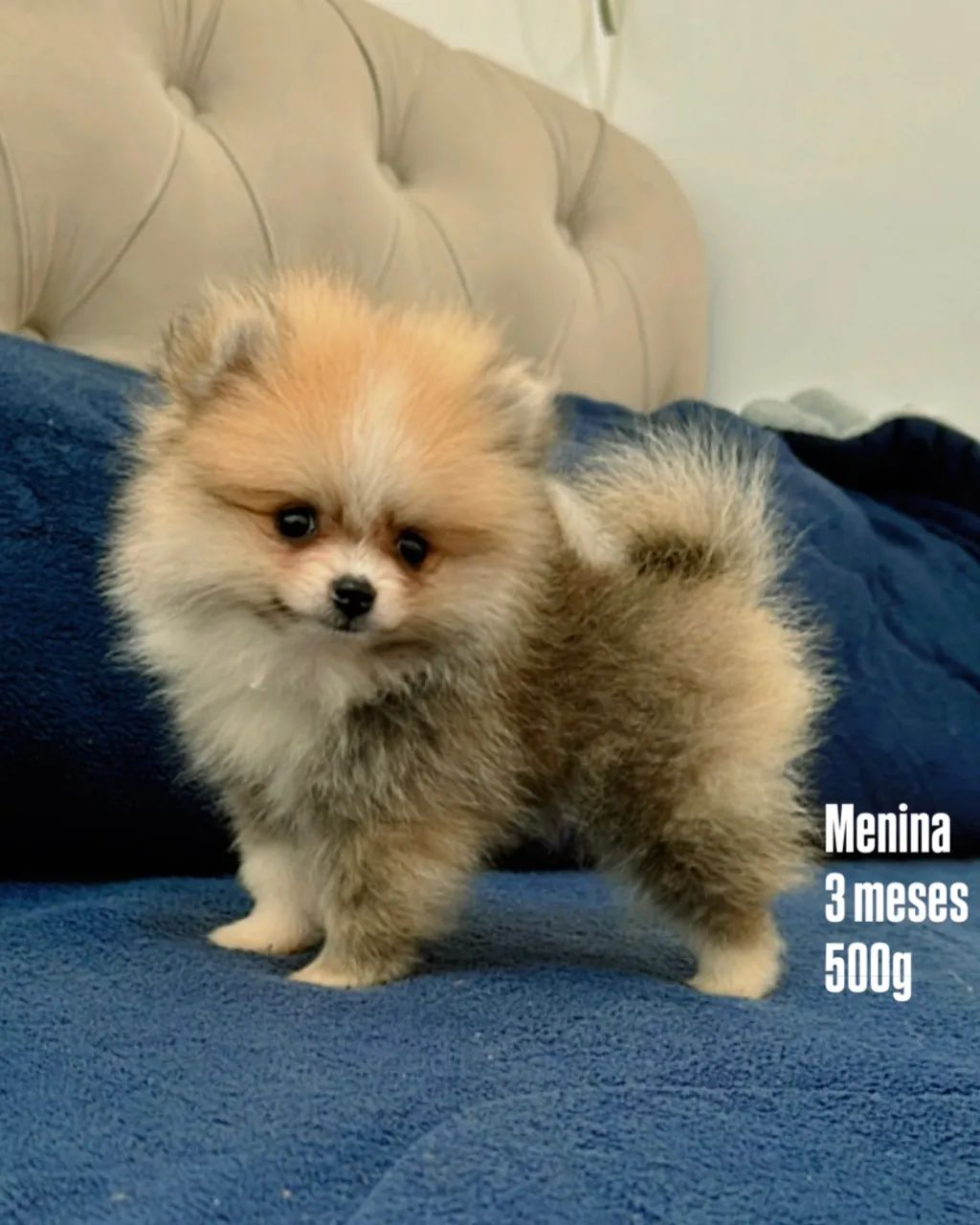 Lulu da Pomerania fêmea