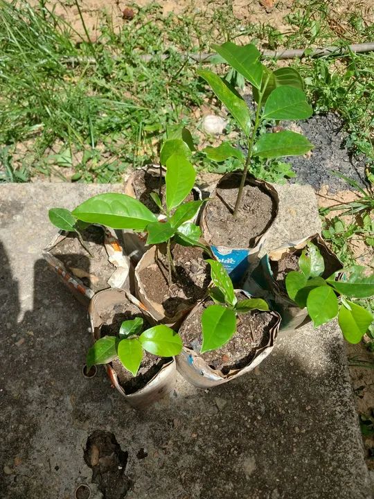 Araticum (Vendo cinco mudas de Marolo) - Foto 2