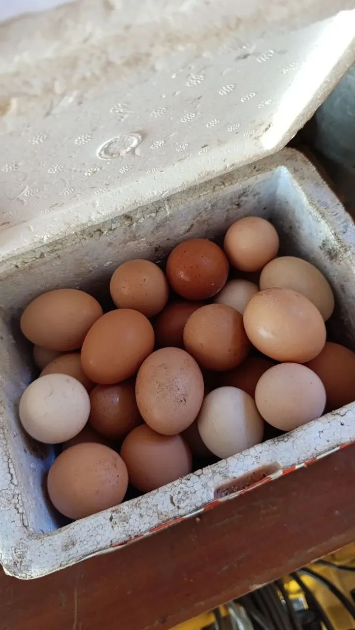 12 Ovos galados de galinha caipira