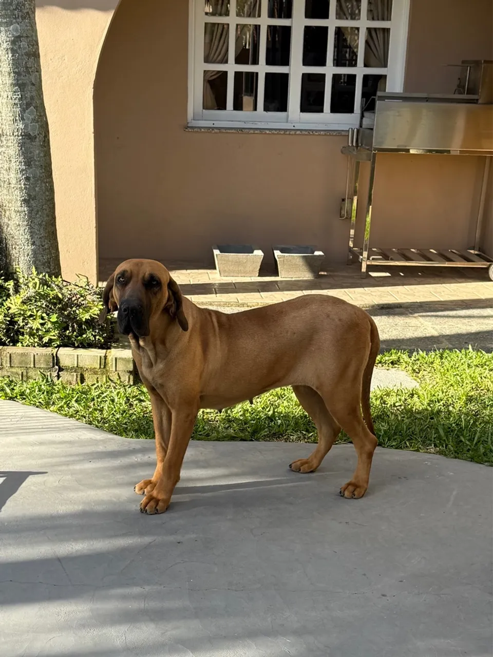 Fila Brasileiro