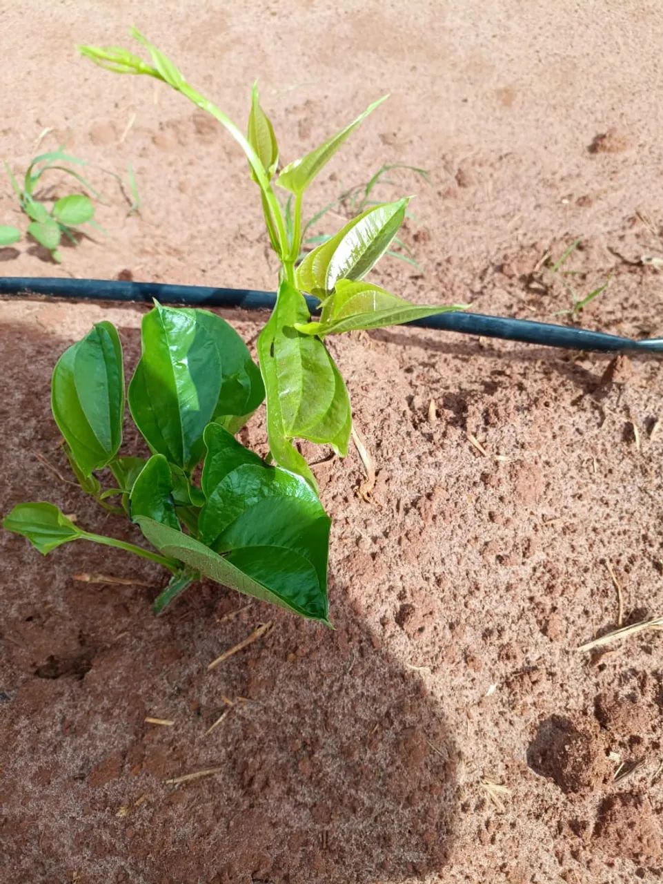 Fazenda com 25 hectares na região de Touros - Foto 4