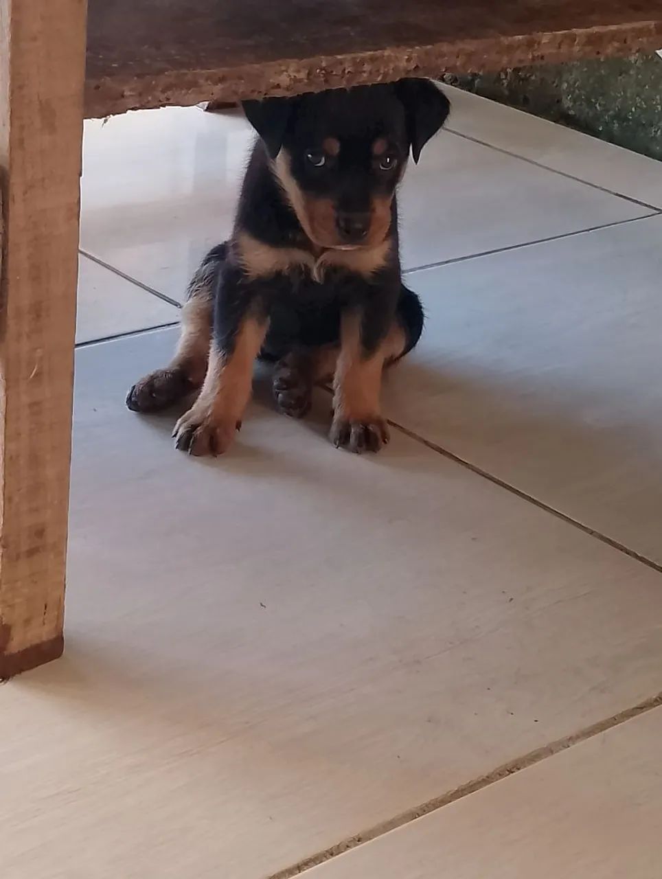 Filhotes de Rottweiler disponíveis para adoção! - Foto 3
