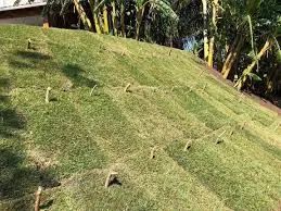 Grama esmeralda 6m2 mais frete mínimo pra entrega 100 mts Direto de Itapetininga  - Foto 5