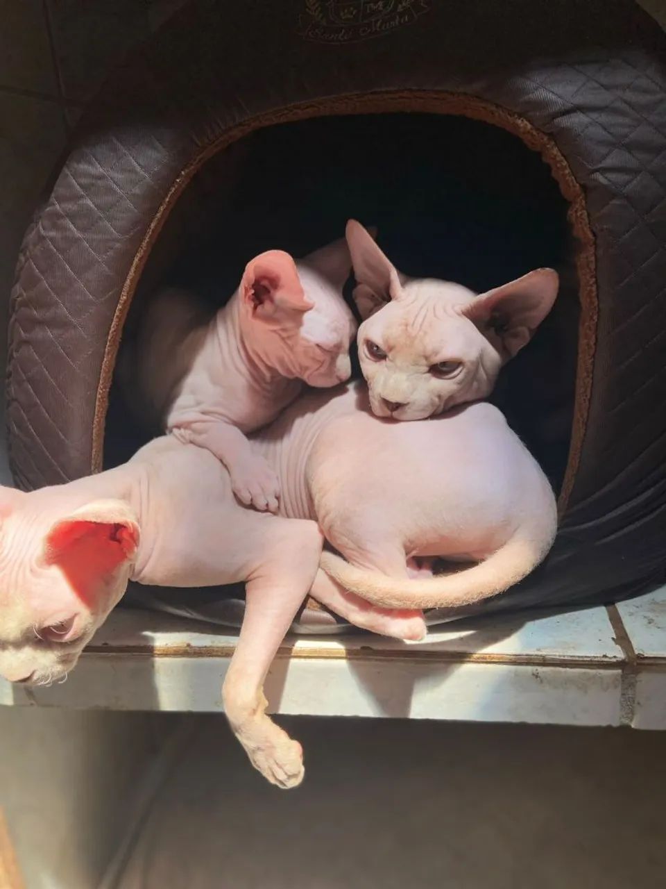 Gatinhos Sphynx( gato Egípcio) 