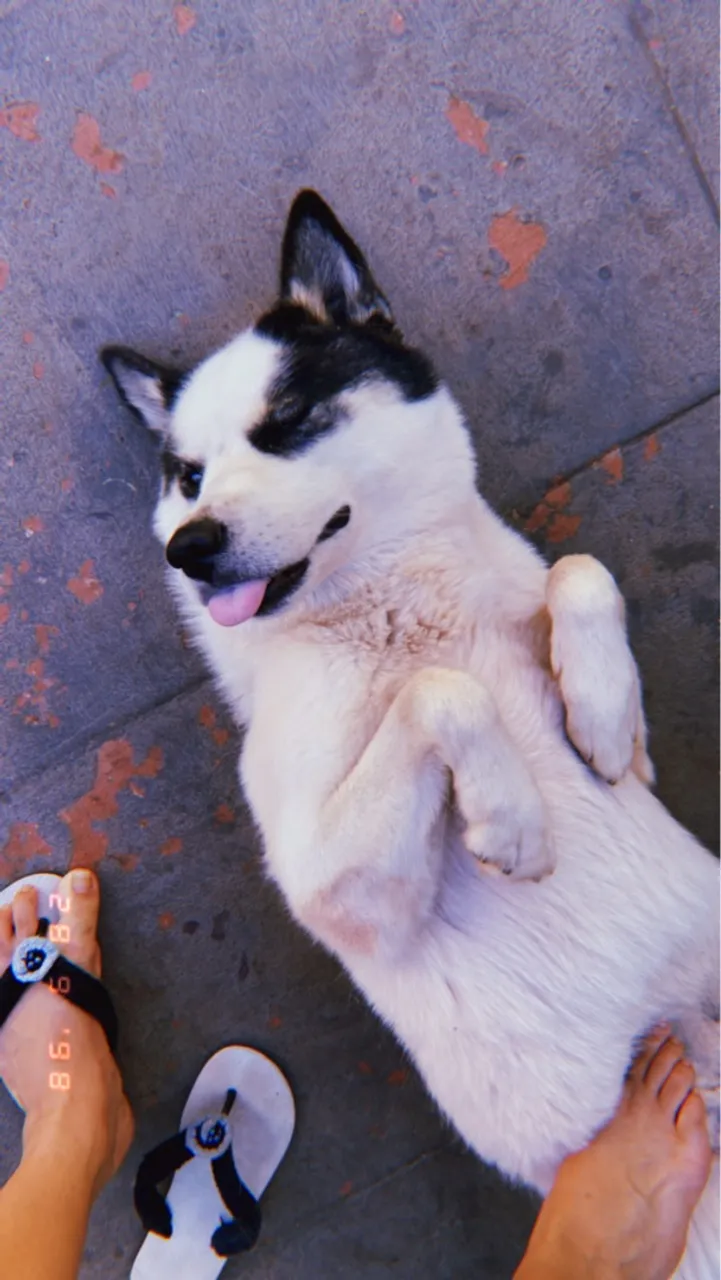 Husky Siberiano cheia de energia!