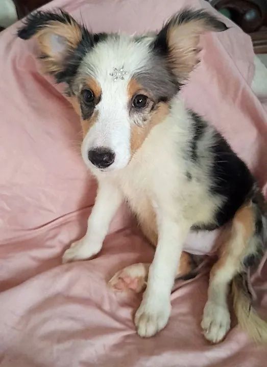 Border Collie filhote - Foto 4