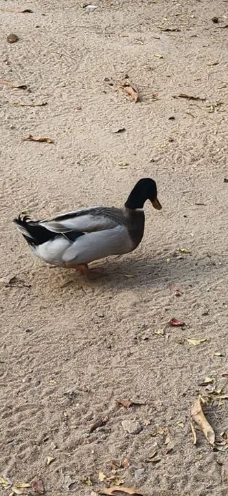 MARRECO ROUEN - Foto 2