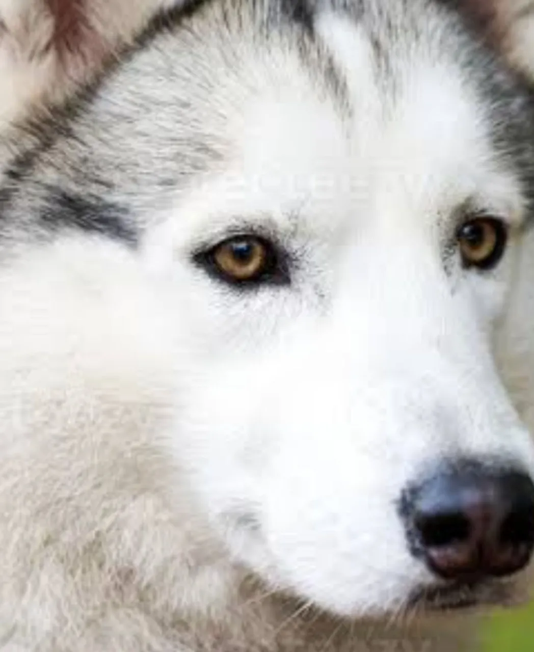 Estou vendendo cachorro rusky siberiano tem 04 anos macho,dócil olhos verdes