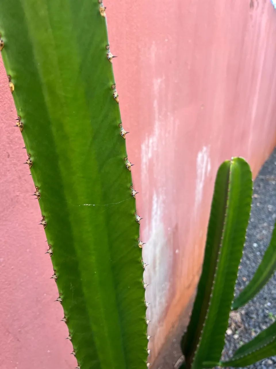 Cactos muda - Foto 2