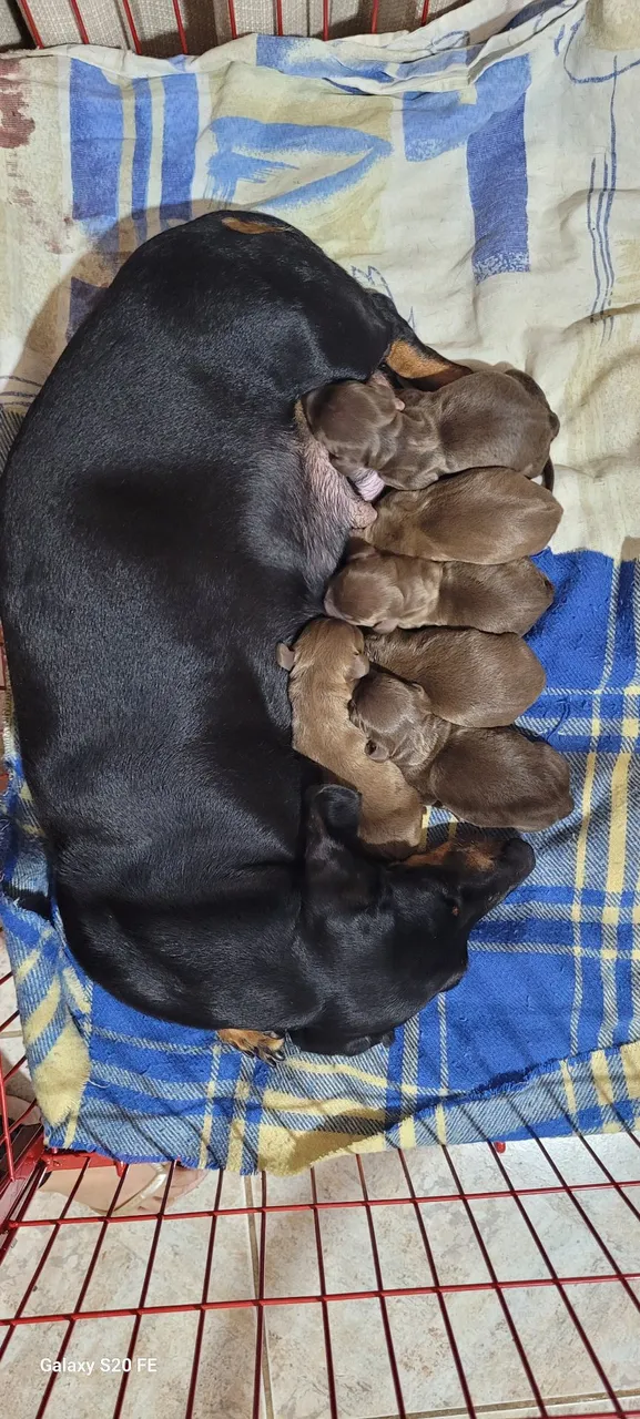 Filhotes de Dachshund - linguicinha