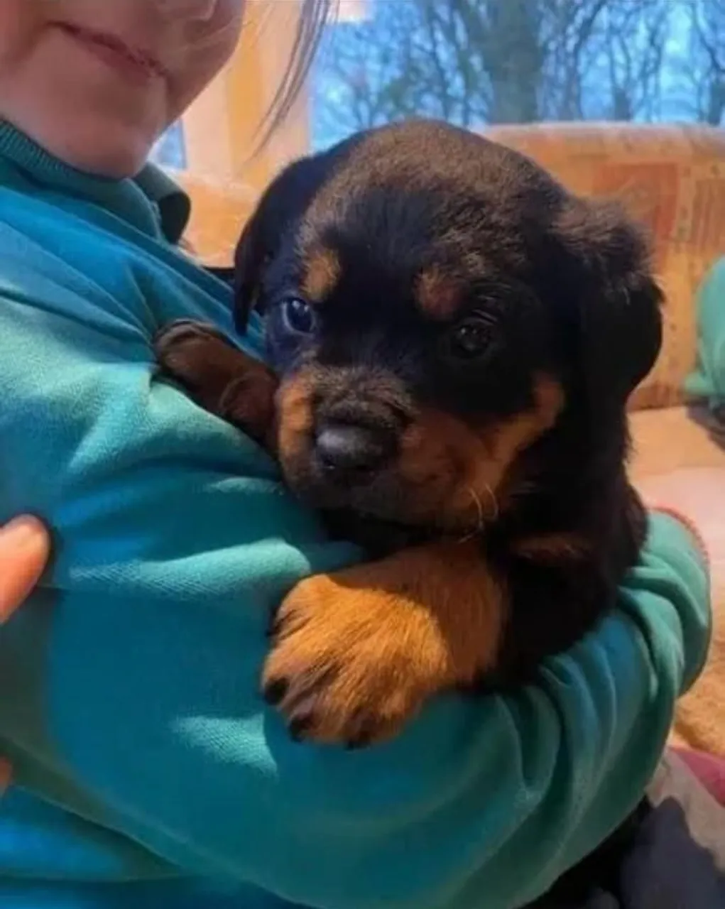 Rottweiler filhotes | Compra confiável