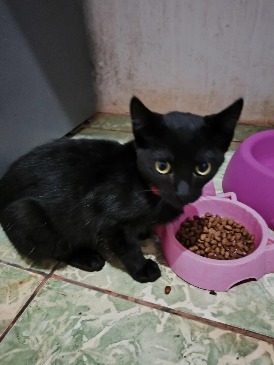 Gatinho preto para adoção