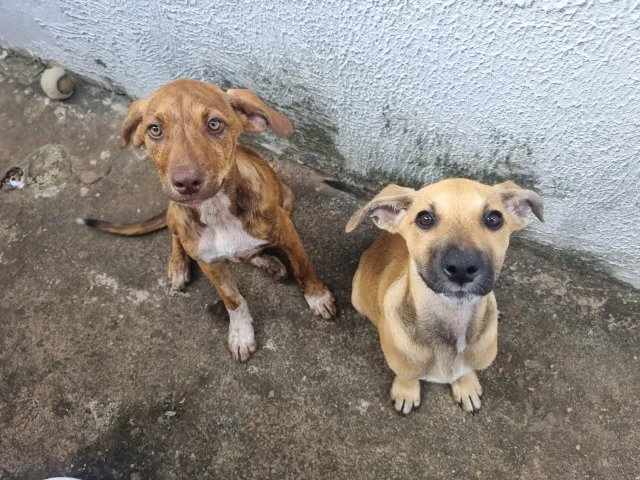 Duas filhotes para adoção. Vacinadas, vermifugadas e castradas