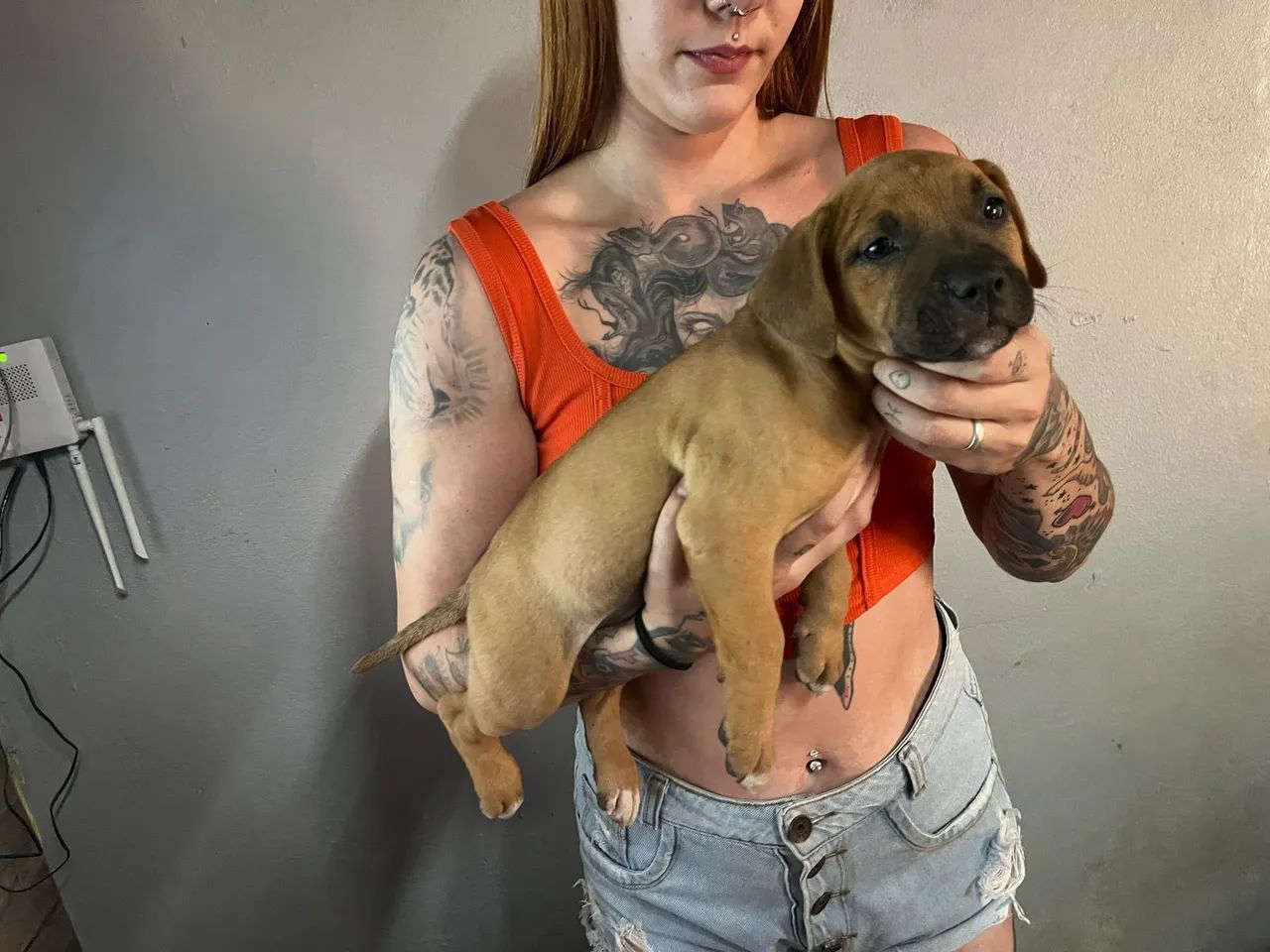 Filhote Pitbull Fêmea e macho  - Foto 2