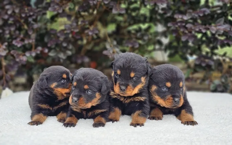 Rottweiler | Conheça Nossa Estrutura