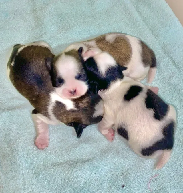 Filhotes de Shih Tzu