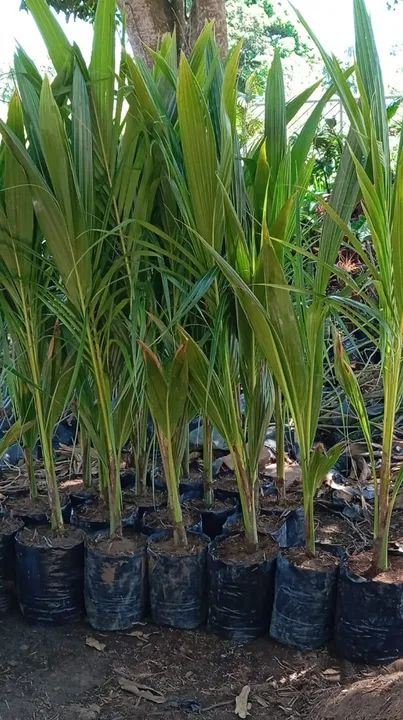Temos mudas de laranja, tangerina, limão e várias frutíferas  - Foto 3