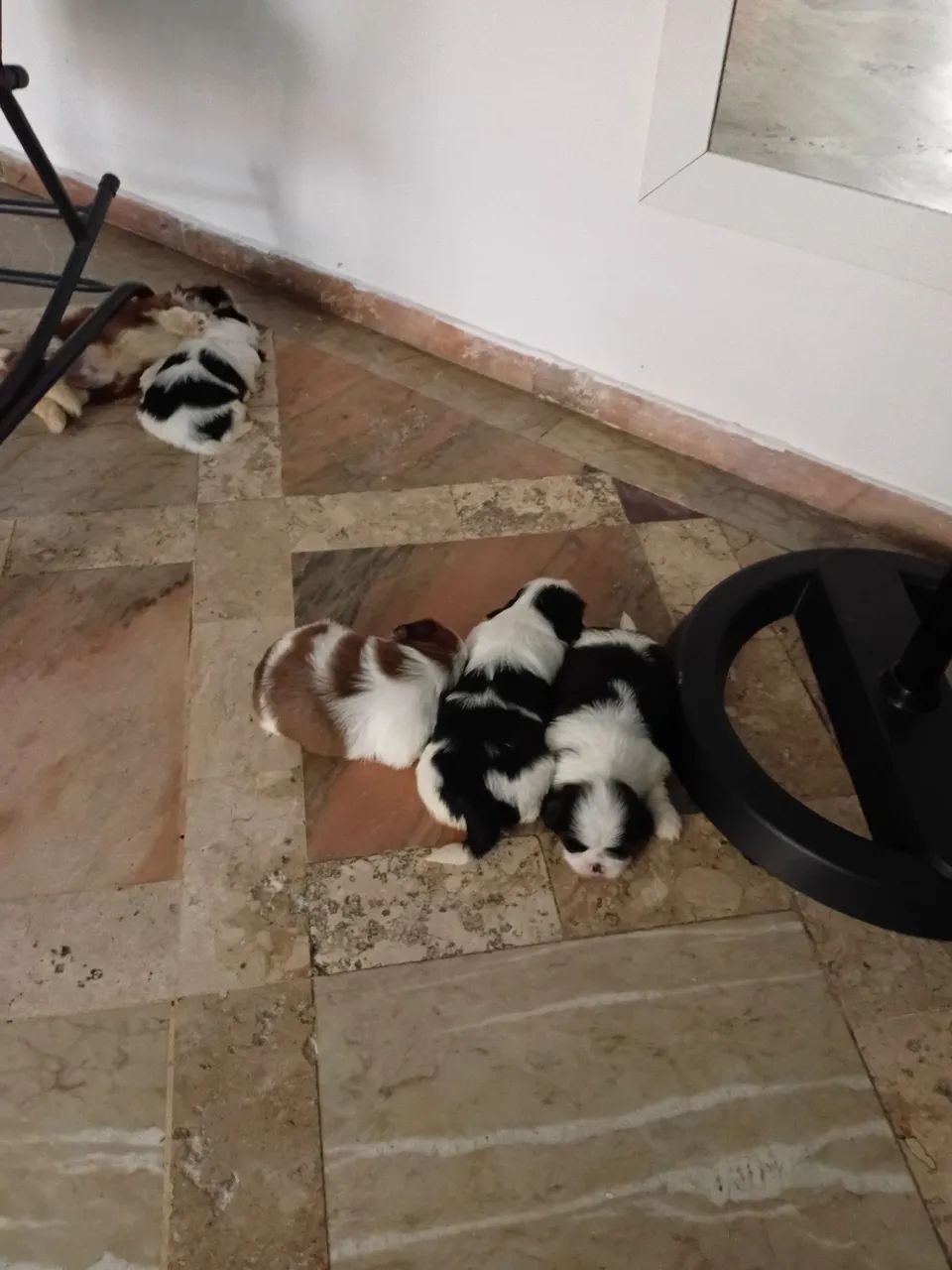 Shihtzu lindos - Foto 3