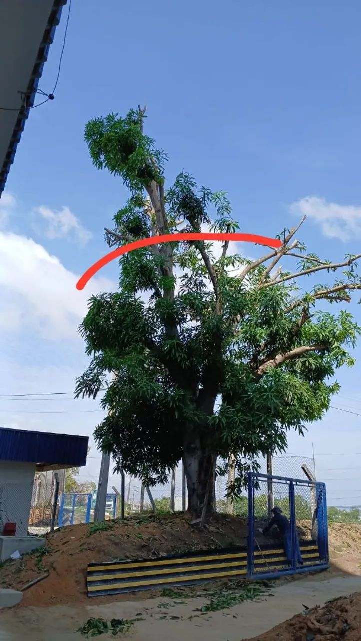 Poldagem de árvores e limpeza em geral...... - Foto 3