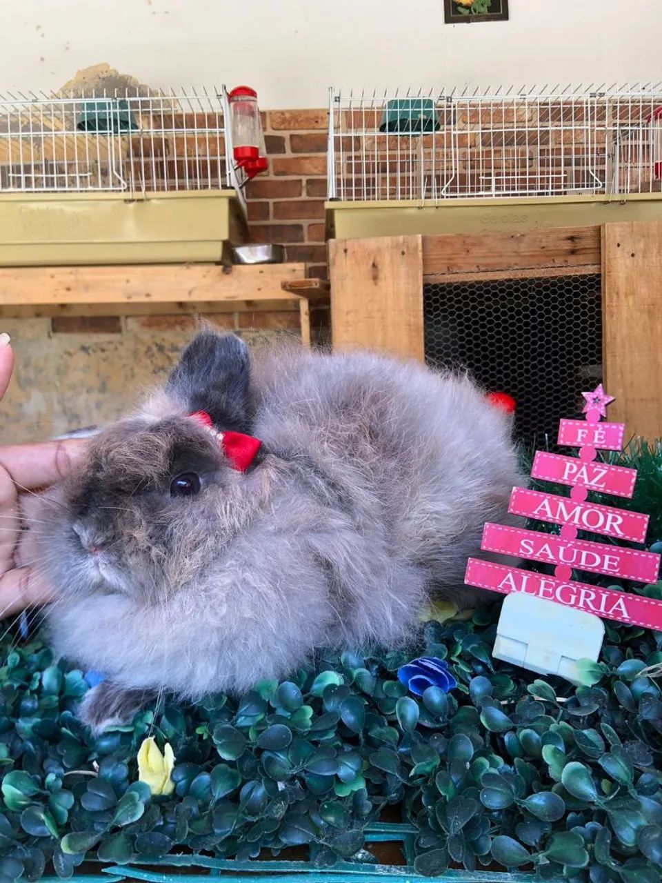 Pet. Coelho anão da raça Jersey wooly linhagem fêmea, siamês smoke   - Foto 2