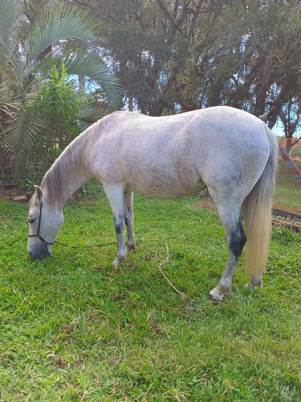 Égua mangalarga