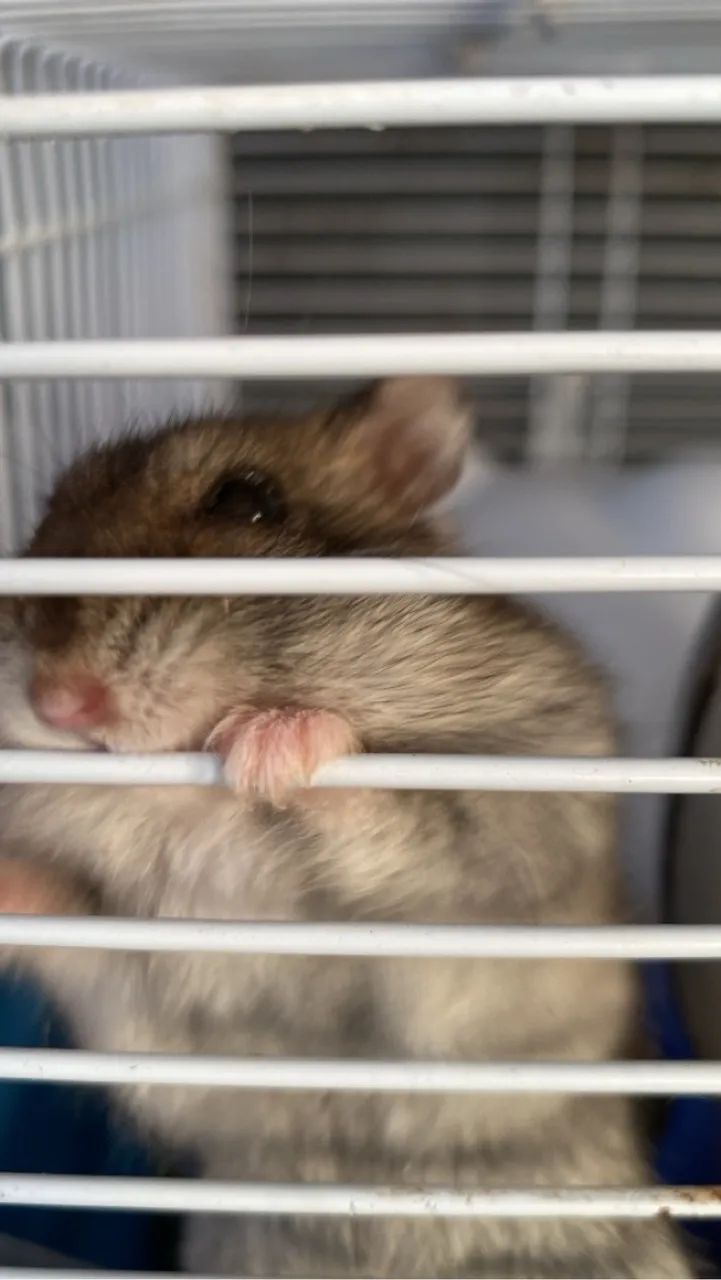 Casal de hamsters  - Foto 3