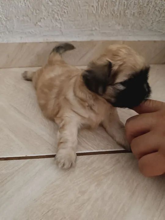 Filhote lhasa(mini) - Foto 2