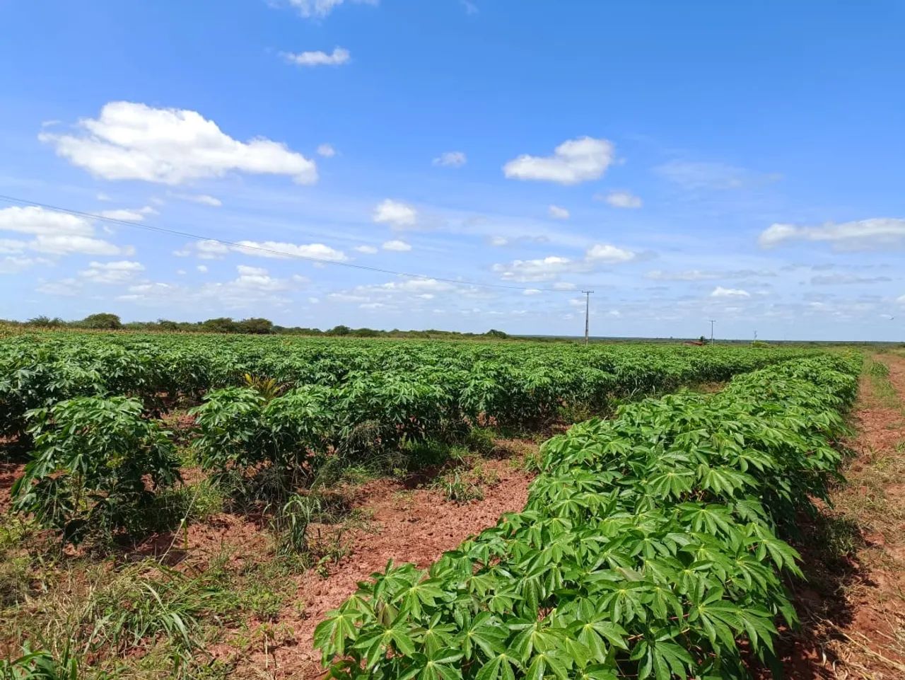 Fazenda com 25 hectares na região de Touros - Foto 5