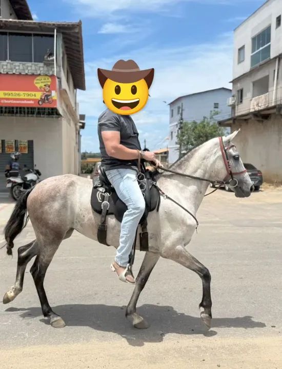 Égua Mangalarga Marchador  - Foto 4