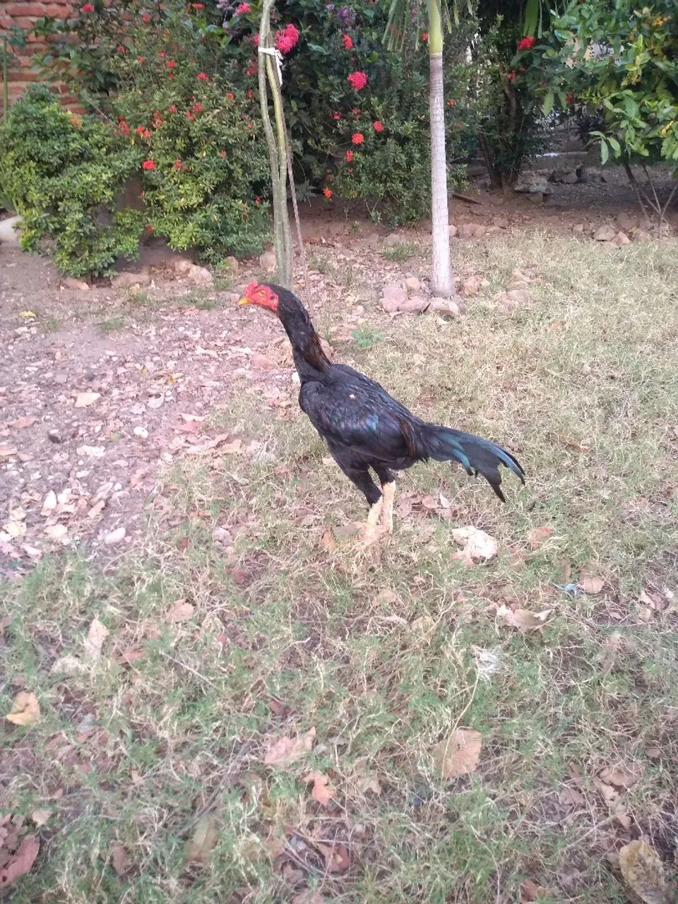 Frango de Raça