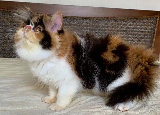 Top Show De Gata Persa filhote Feméa tricolor pelo longo extremada,C/79 Dias Super Linda. - Foto 6