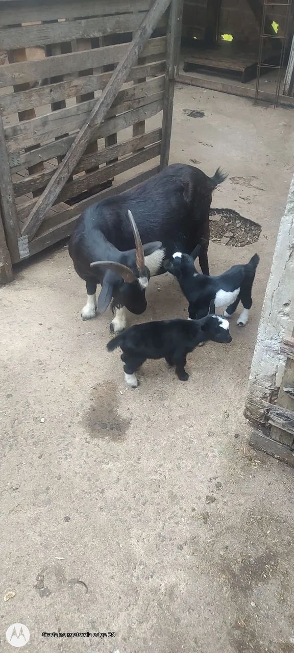 Mini cabras - Foto 4