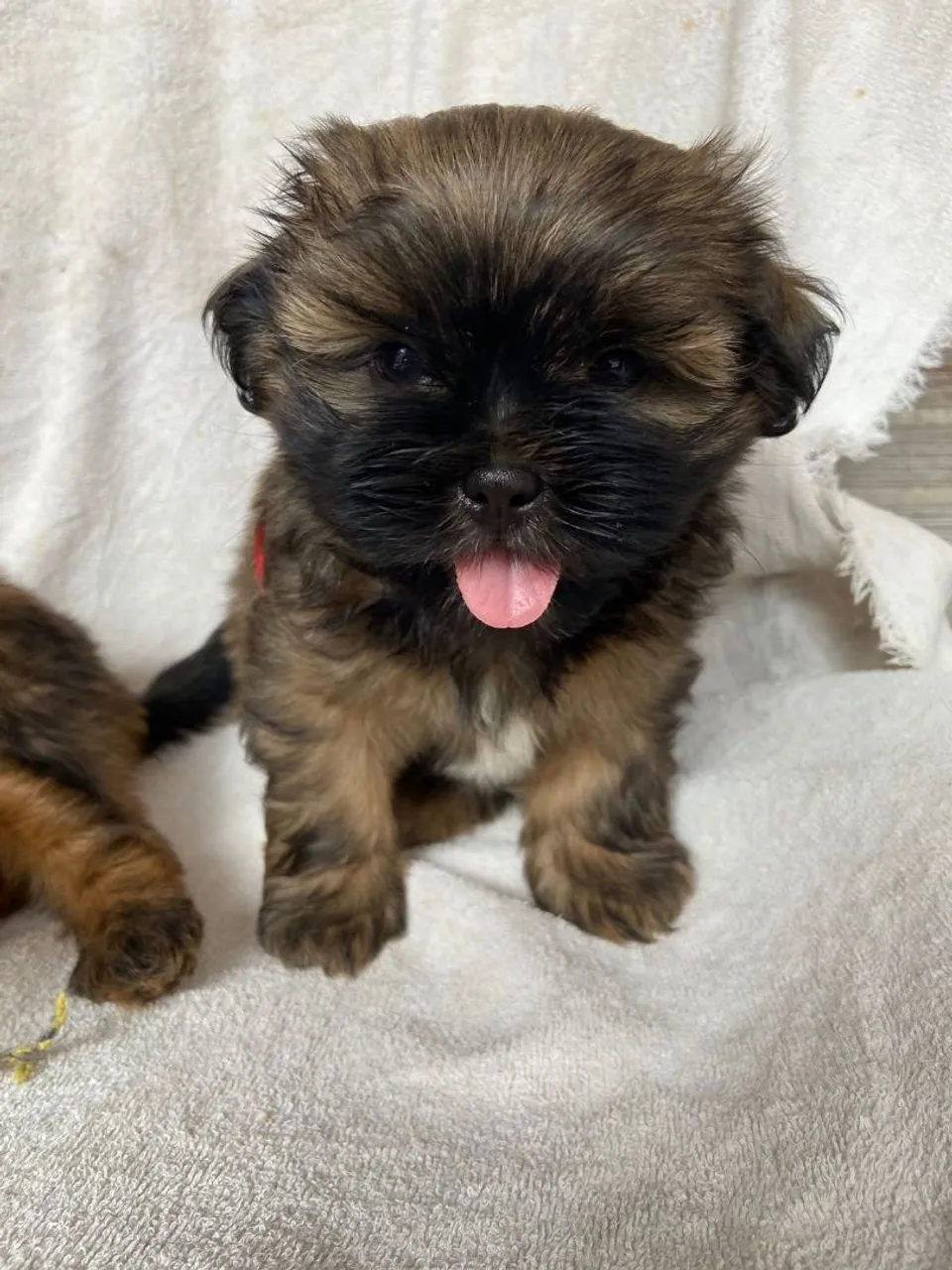 Filhote Shih Tzu Macho