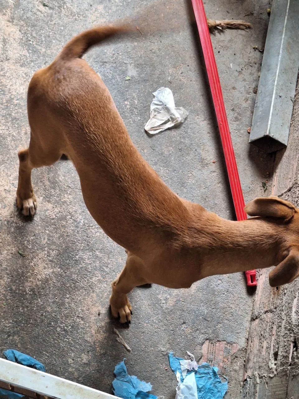 Cachorrinha para doação  - Foto 4