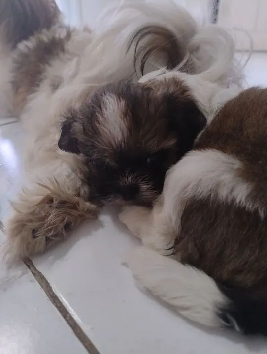 Filhote Shih Tzu - Foto 3