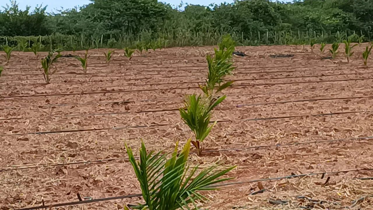 Fazenda com 25 hectares na região de Touros - Foto 2