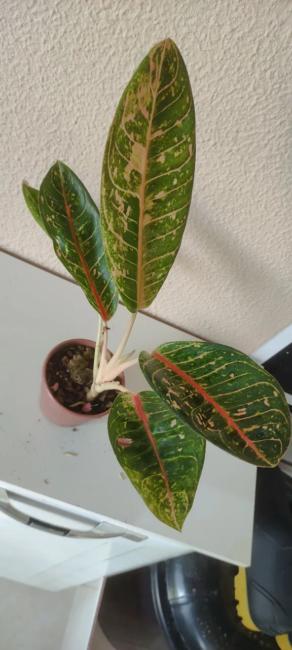 Planta Aglaonema Dona Carmem