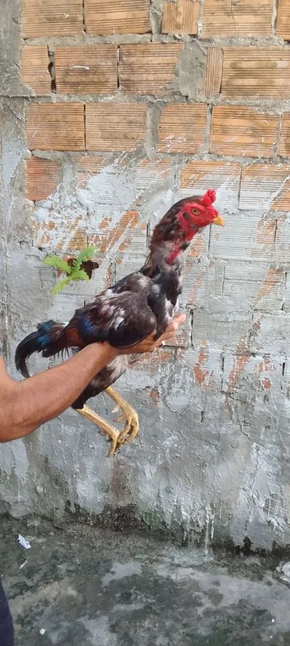 Rooster64276928492163121