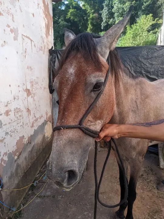 Vendo esse cavalo 1 ano e 9 meses