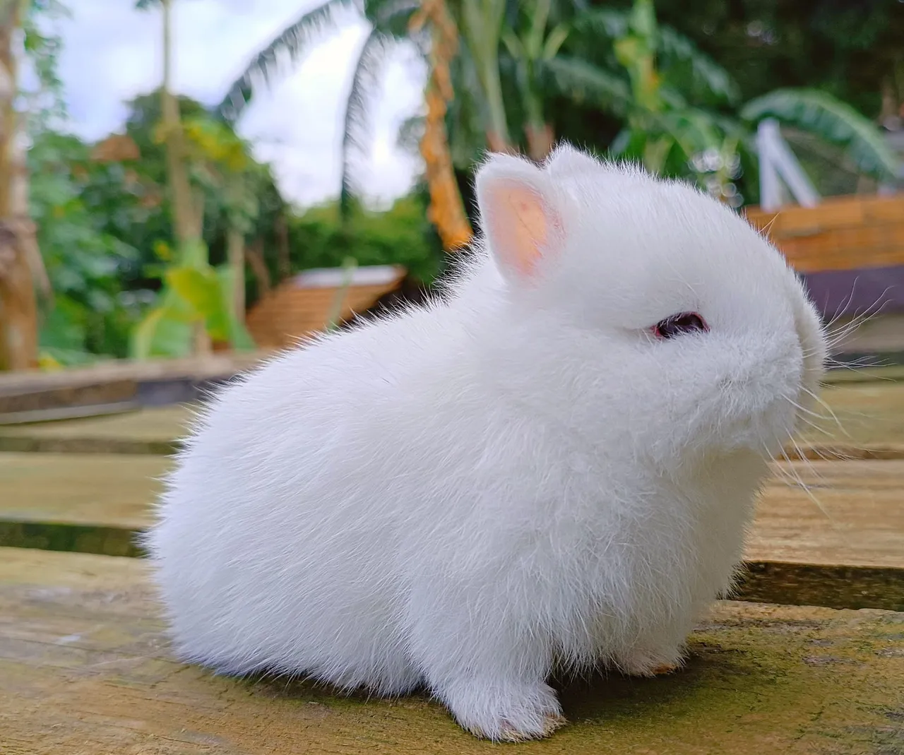 Coelho netherland dwarf top