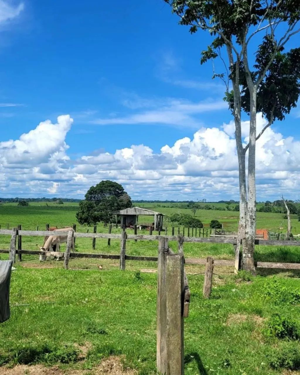 Terreno de chácara 1000m² - Preço baixo - Paraíso particular - Foto 5